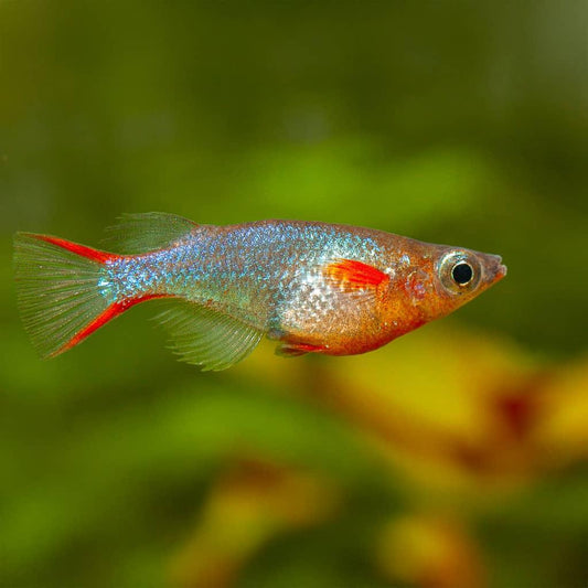 Daisy’s Blue Ricefish (Oryzias woworae)