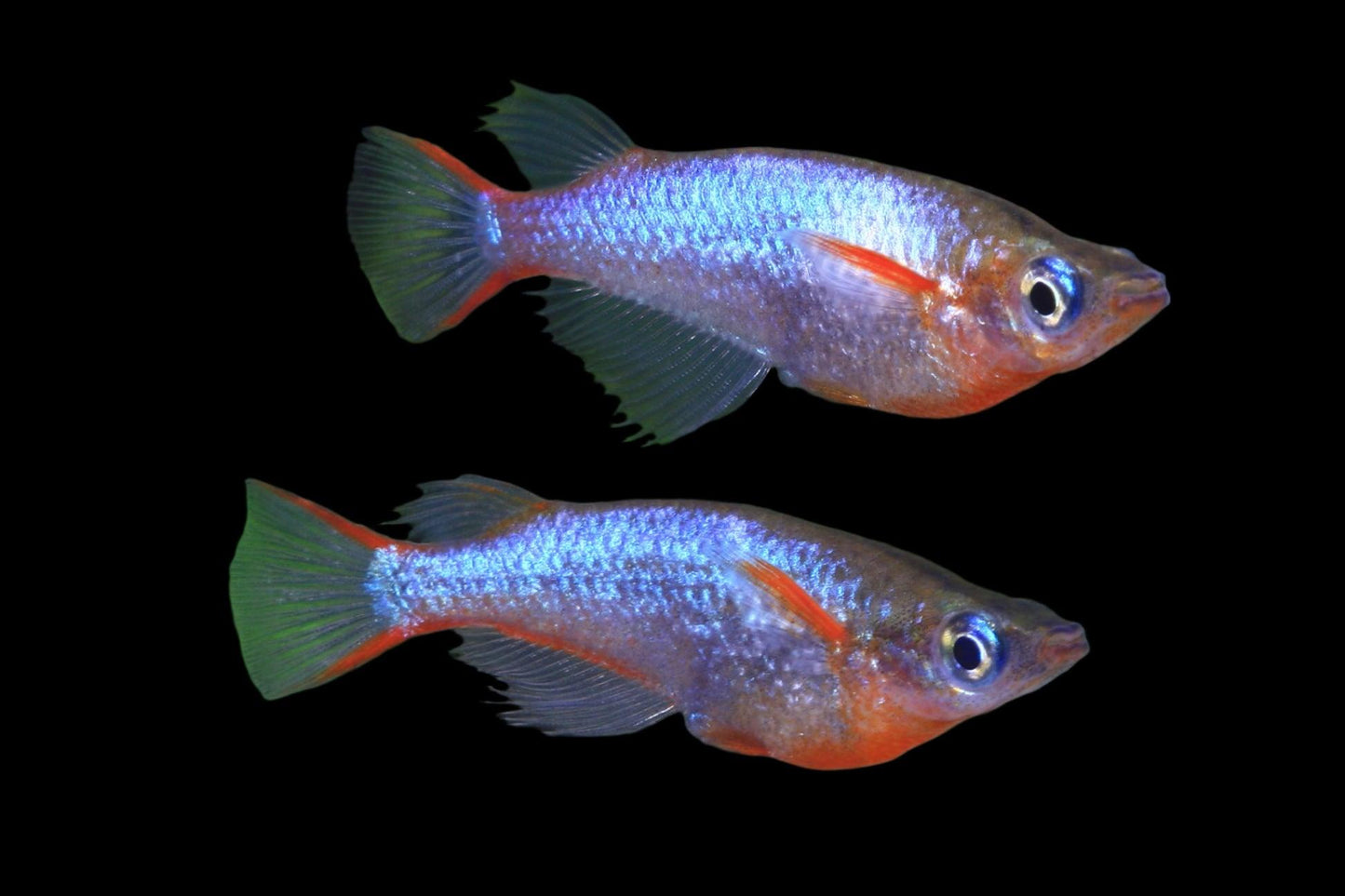 Daisy’s Blue Ricefish (Oryzias woworae)
