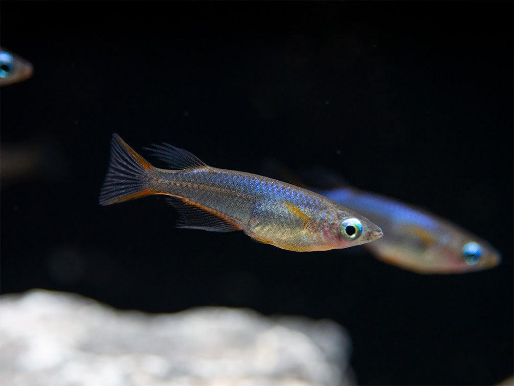 Daisy’s Blue Ricefish (Oryzias woworae)