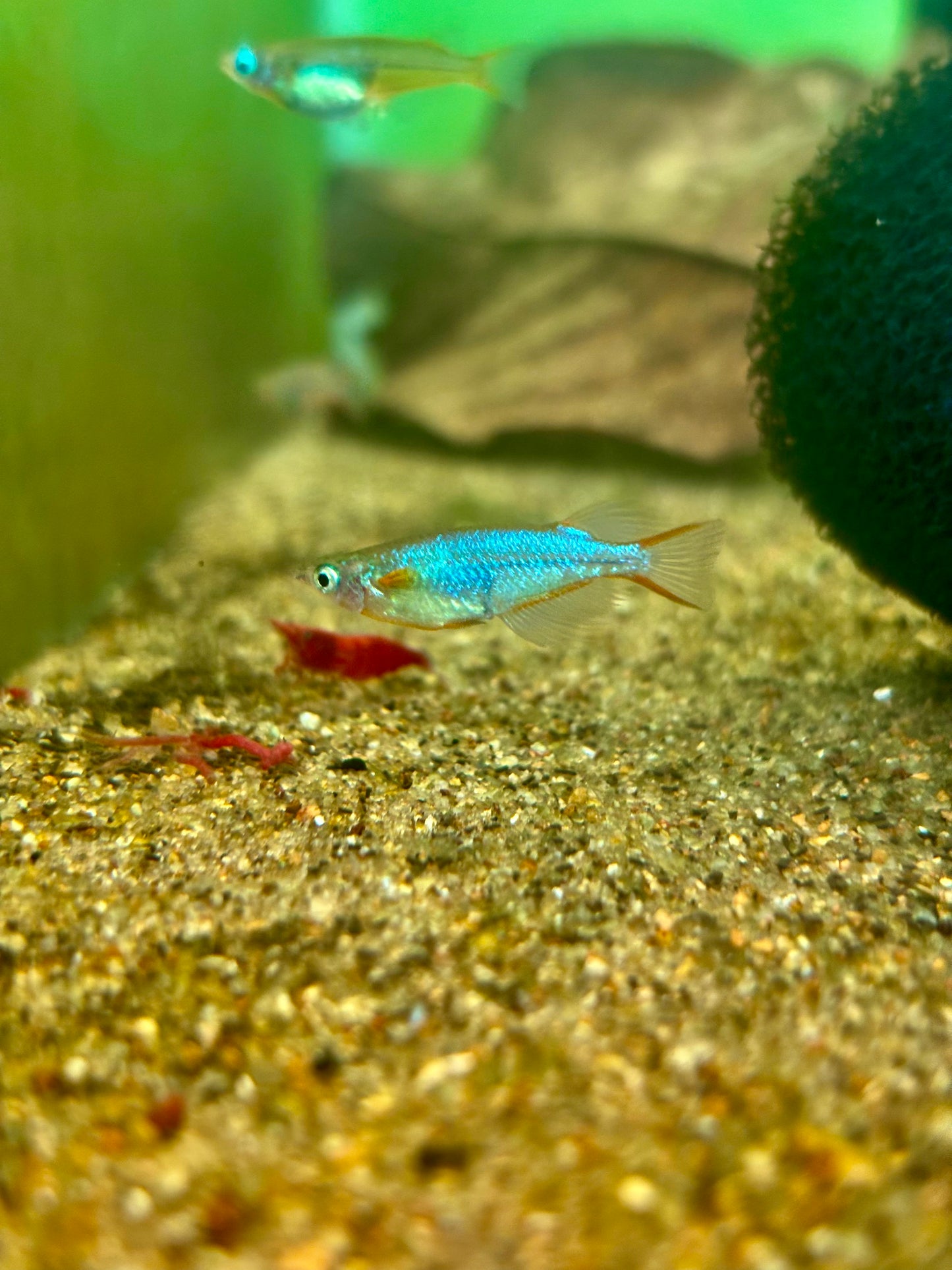 Daisy’s Blue Ricefish (Oryzias woworae)