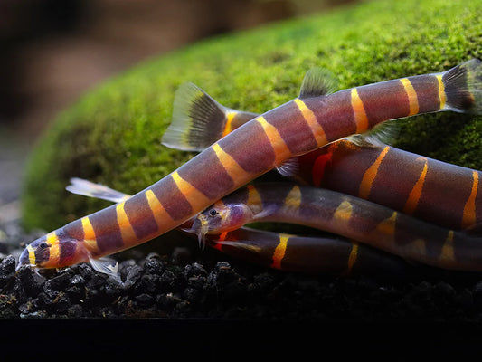 Kuhli Loach (Pangio kuhlii)