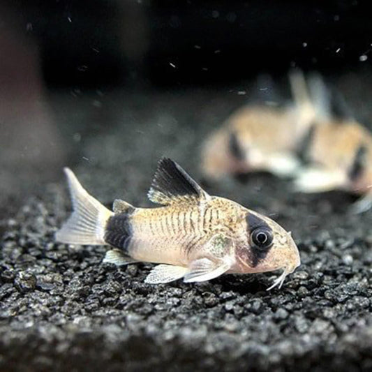 Panda Corydoras (Corydoras panda)