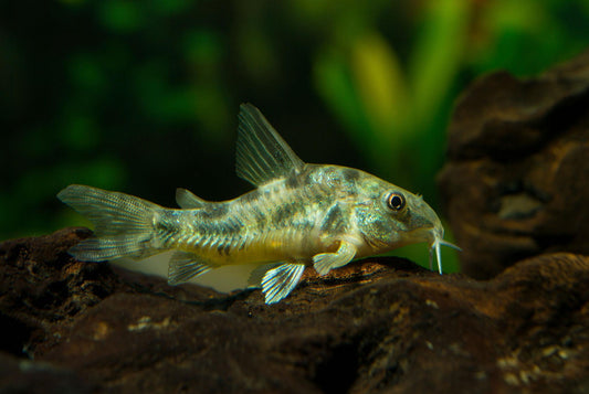 Peppered Corydoras (Corydoras paleatus)
